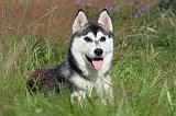 SIBERIAN HUSKY 288